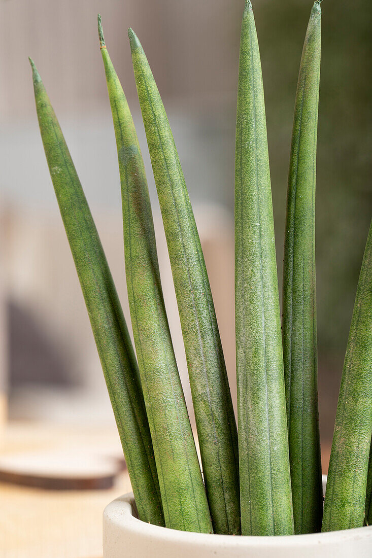 Sansevieria cylindrica