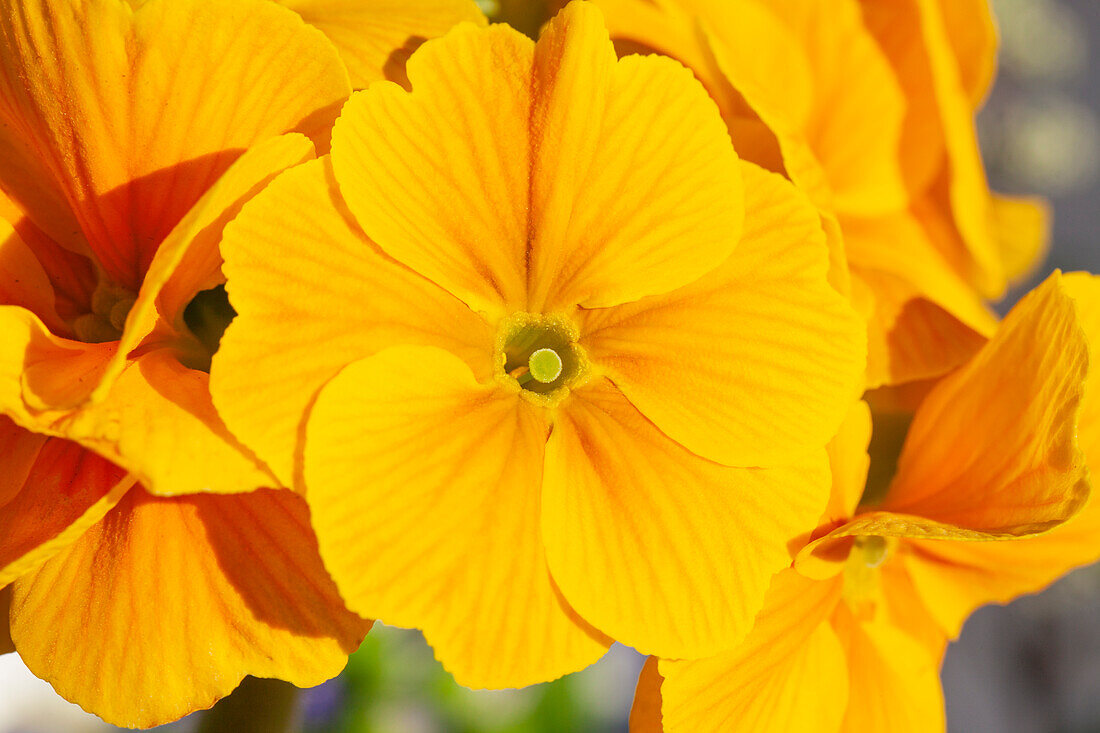 Primula elatior, yellow