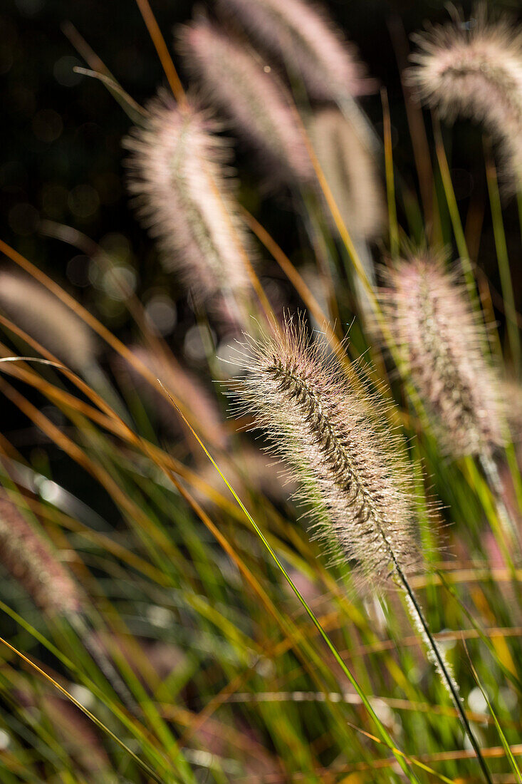 Pennisetum setaceum