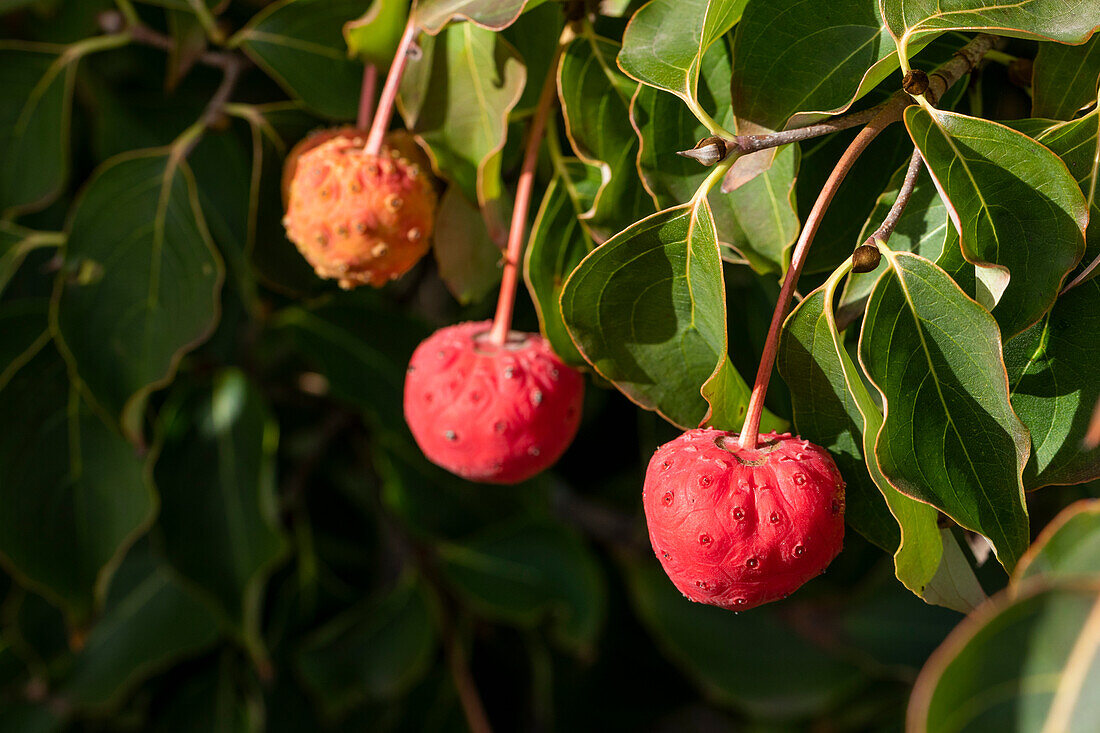 Cornus kousa 'Venus'®