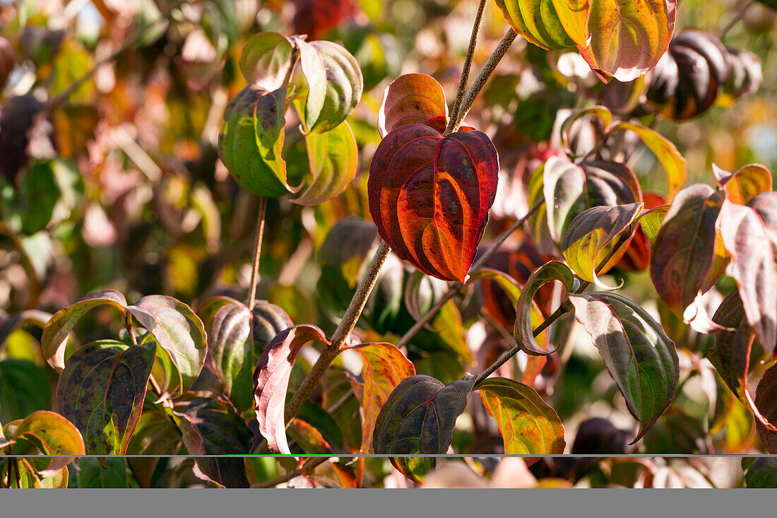 Cornus kousa Chinensis