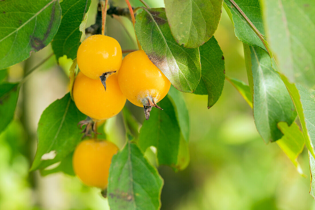 Malus sargentii