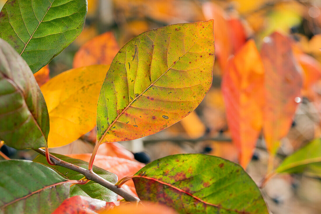 Nyssa sylvatica