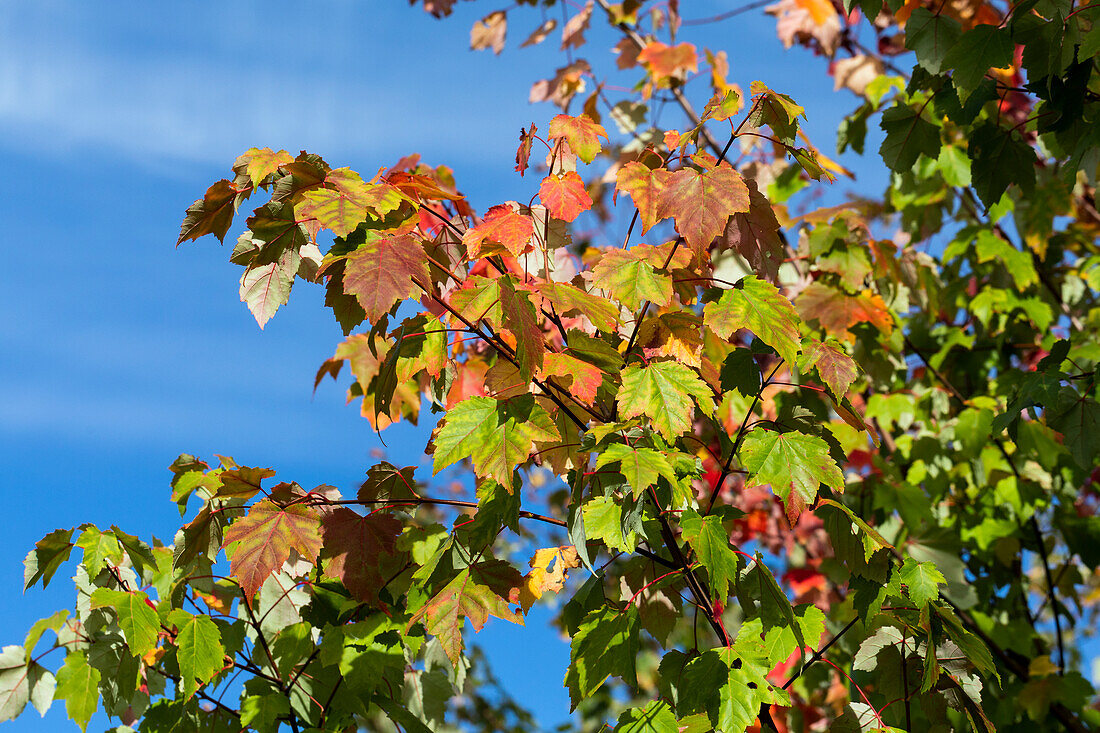 Acer rubrum