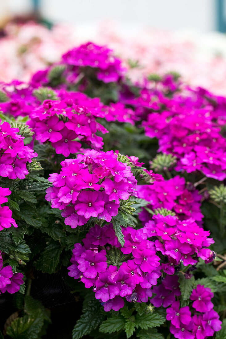 Verbena Vanessa™ 'Violet'