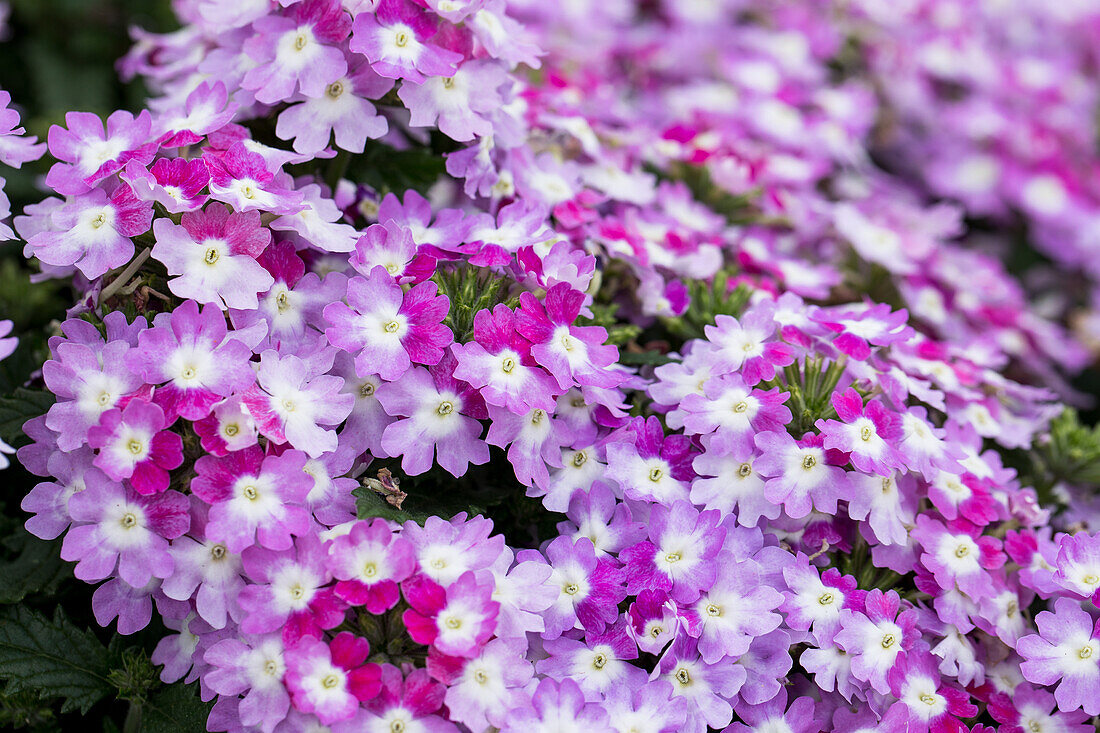 Verbena Vanessa™ 'Bicolor Purple'