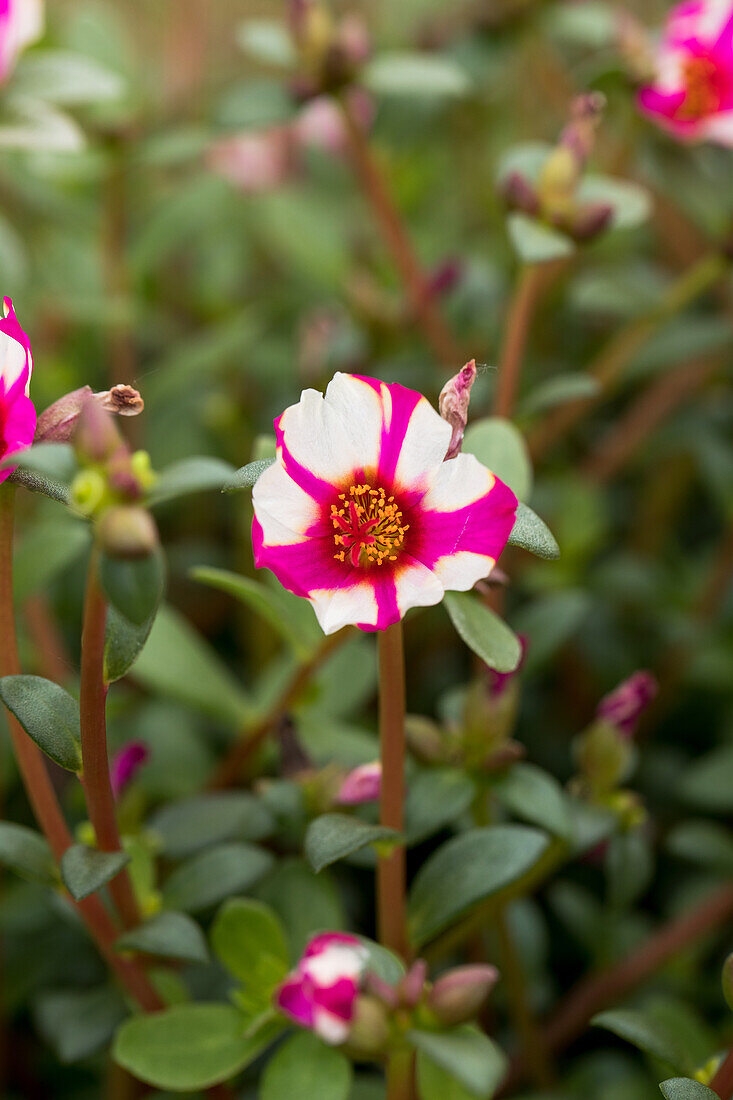 Portulaca Campino 'Pitaya