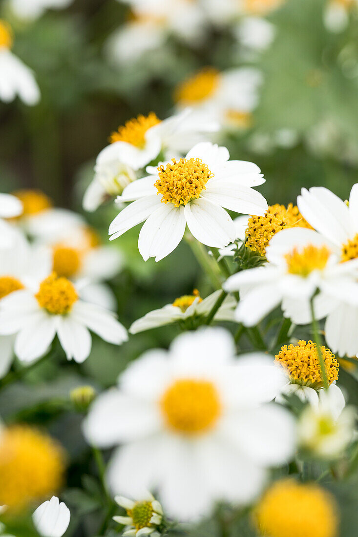 Bidens ferulifolia 'TIMELESS® White Delight®'