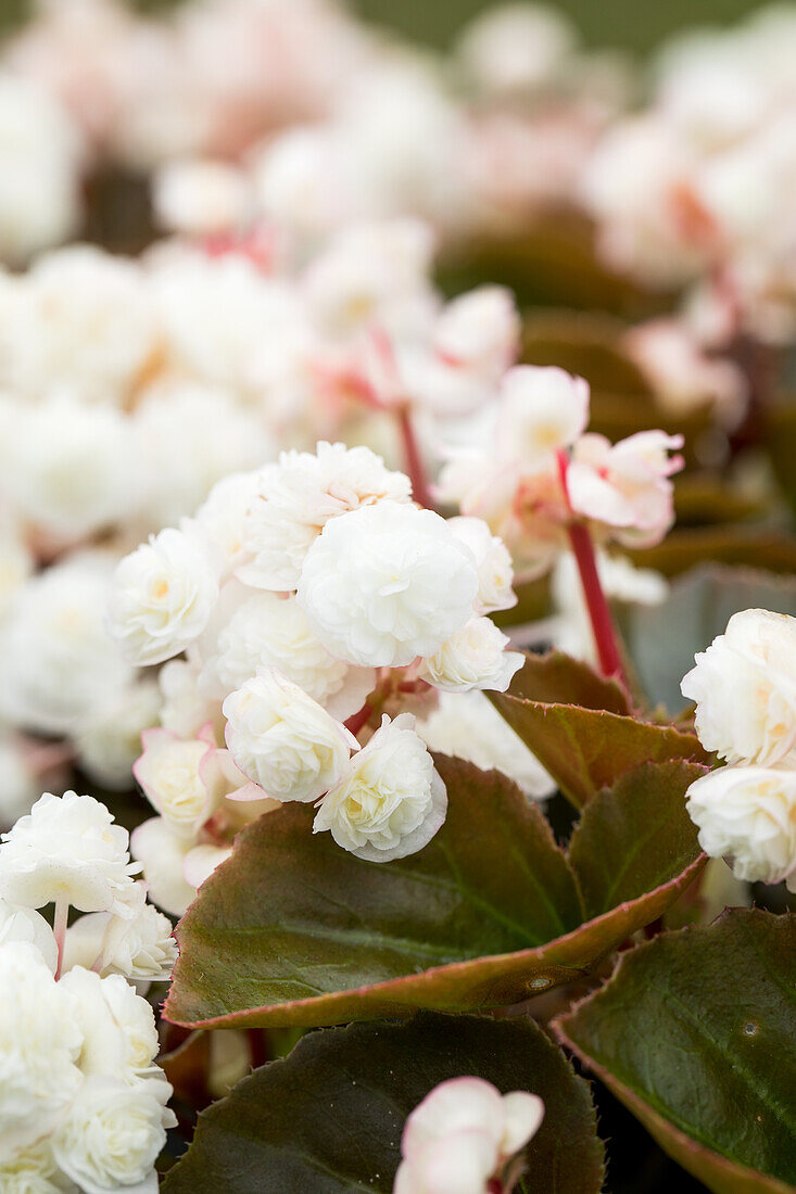 Begonia semperflorens Doublet® White