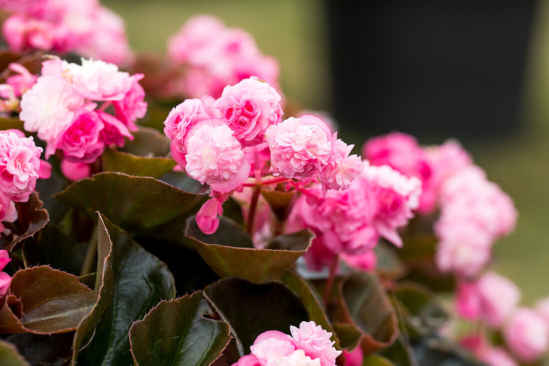 Begonia semperflorens 'Doublet® Pink'