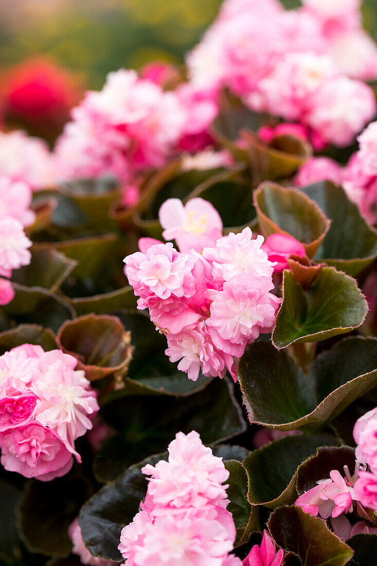 Begonia semperflorens 'Doublet® Pink'