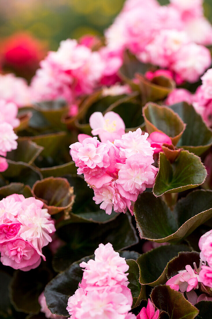 Begonia semperflorens Doublet® Pink