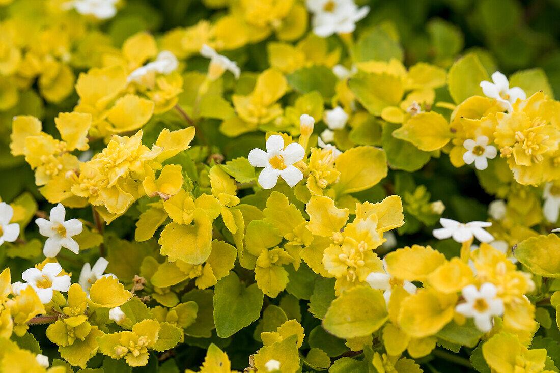 Sutera cordata 'Scopia® White Golden Leaves