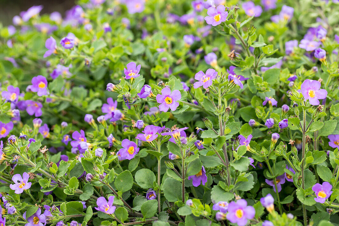 Sutera cordata 'Scopia® Great Regal Blue '