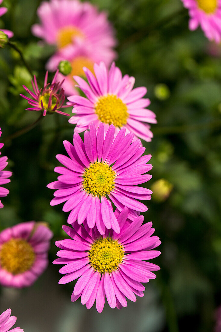 Brachyscome angustifolia 'Fresco® Candy