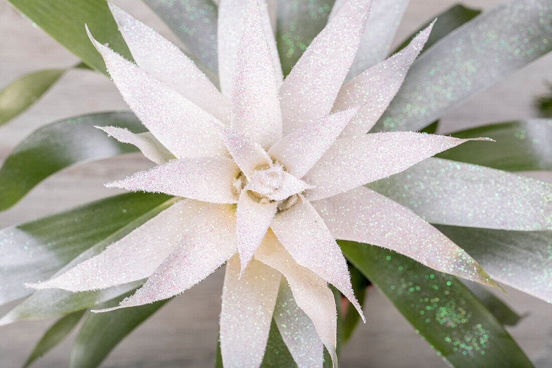 Guzmania Glitter Schnee