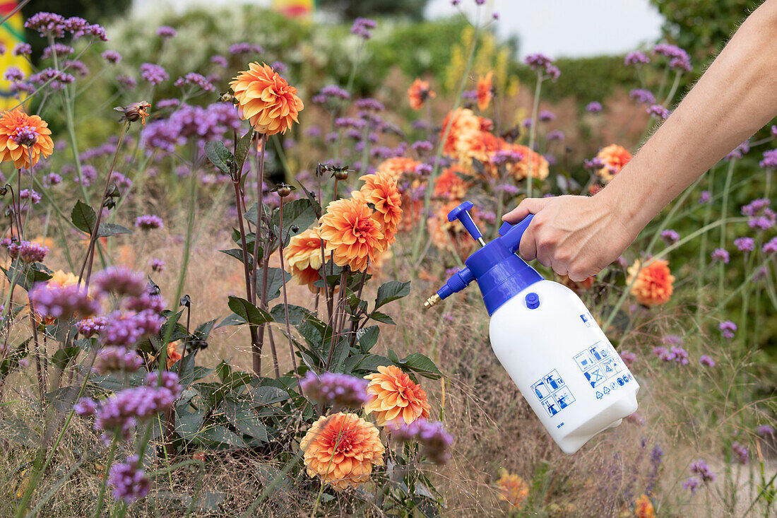 Spraying pesticides on dahlias