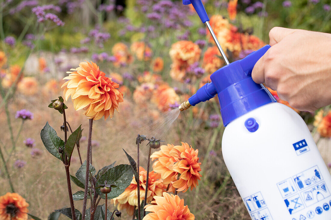 Pflanzenschutzmittel auf Dahlien sprühen