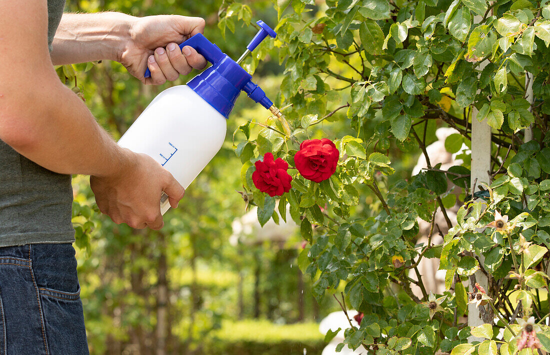 Spraying pesticides on roses