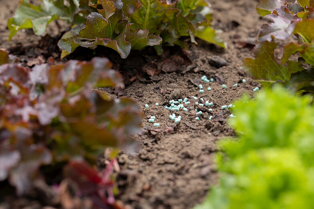 Slug pellet in the salad bed