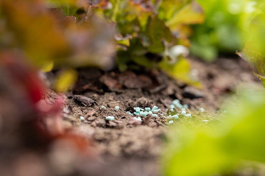 Slug pellet in the salad bed