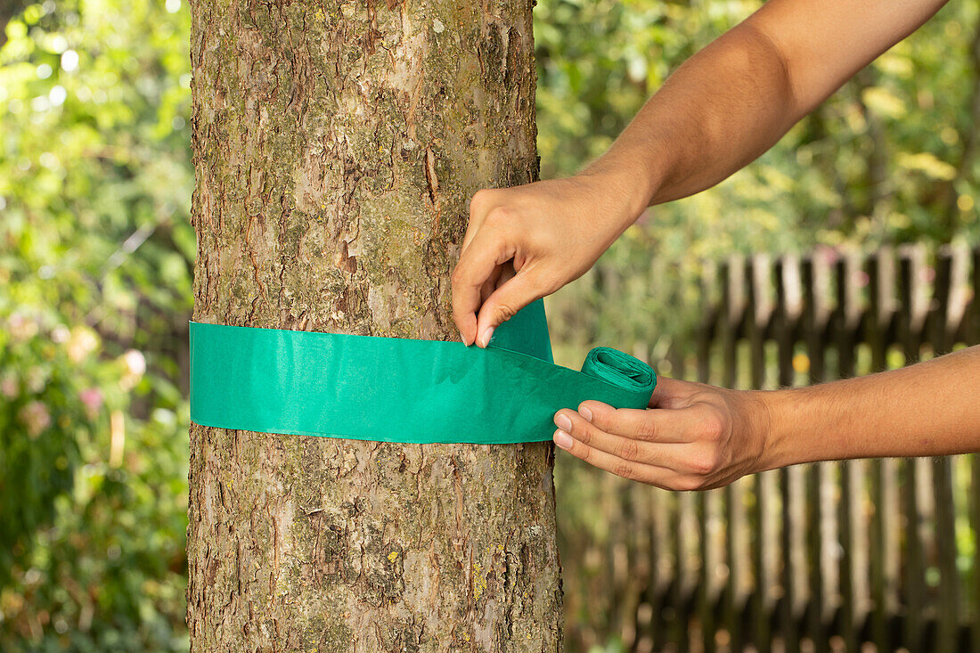 Attaching glue rings to tree