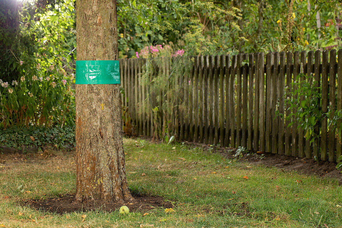 Glueing rings to a tree