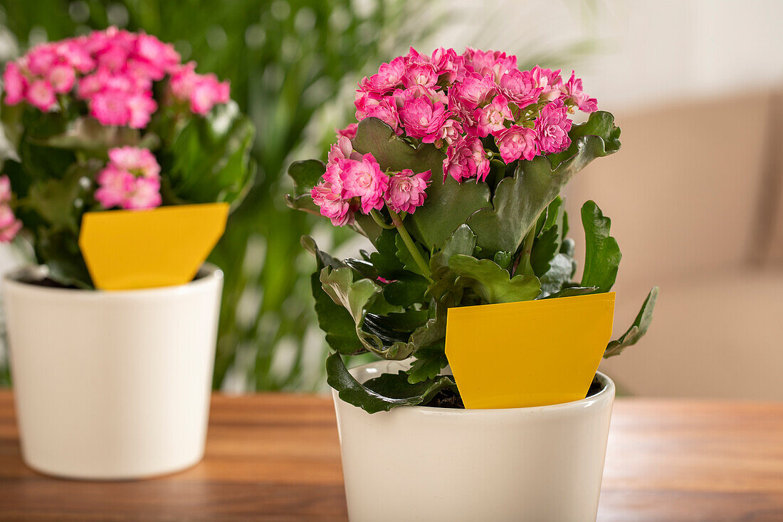 Indoor plants with yellow table