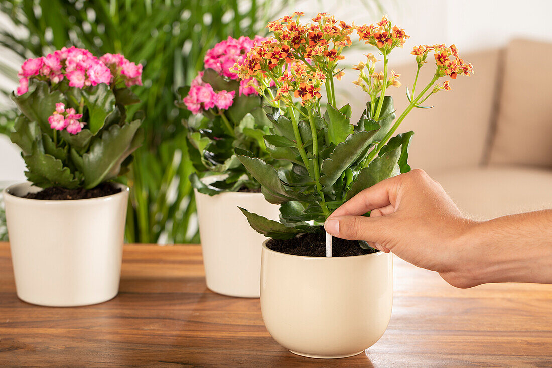 Putting pest sticks in houseplant pots