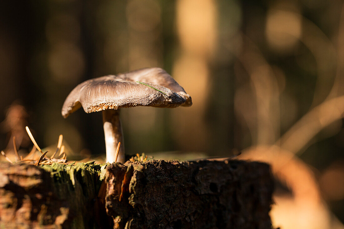 Mushroom