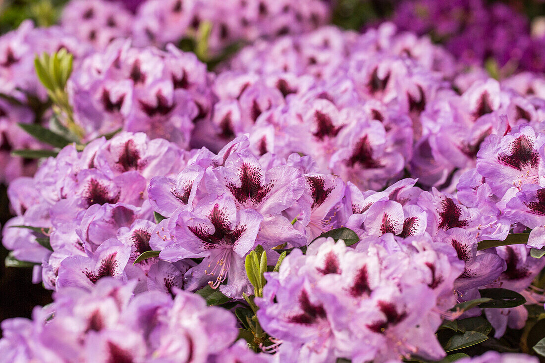 Rhododendron 'Hachmann´s Metallica'