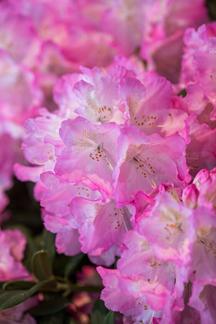 Rhododendron 'Seestadt Bremerhaven'