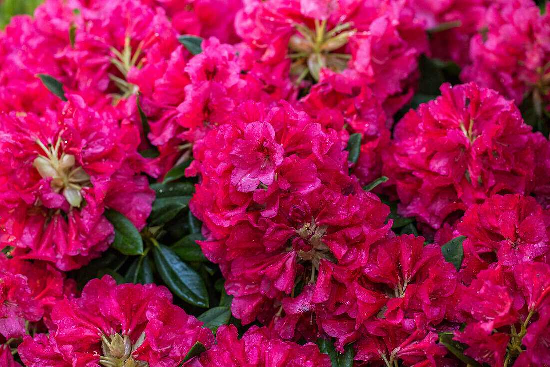 Rhododendron 'Marianne von Weizsäcker' insigne