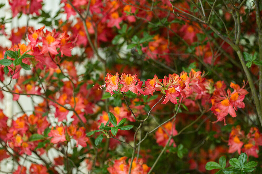 Rhododendron luteum 'Royal Command'