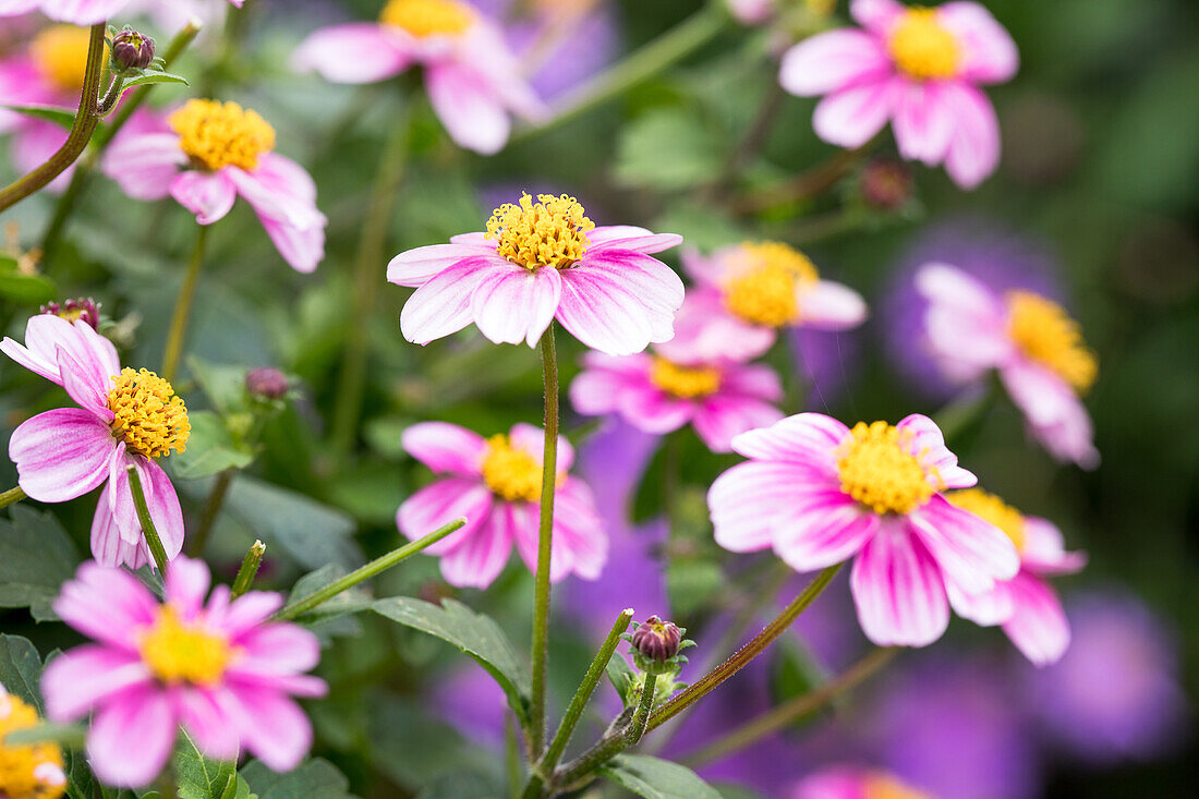 Bidens ferulifolia 'TIMELESS Pretty in Pink