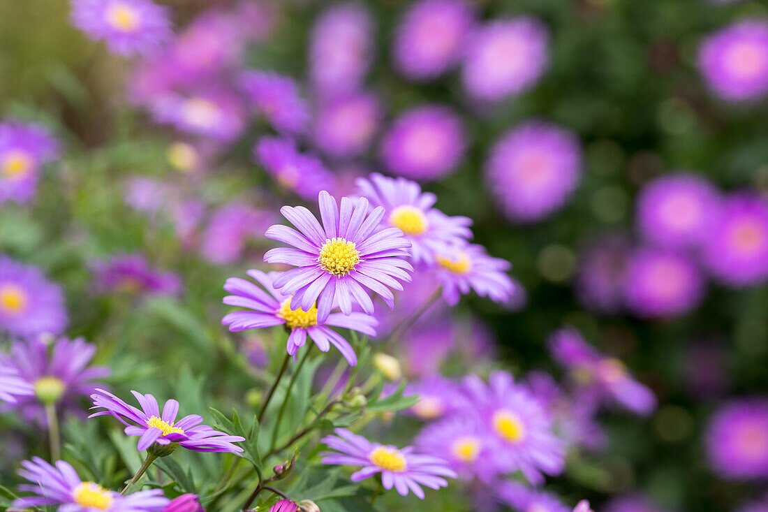 Brachyscome angustifolia 'Brasco® Violet'