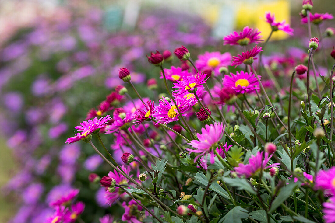 Brachyscome angustifolia 'Fresco® Candy' Brachyscome angustifolia 'Fresco® Candy'