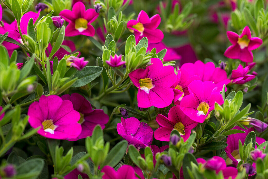 Calibrachoa 'Noa® Dark Pink Carnival'