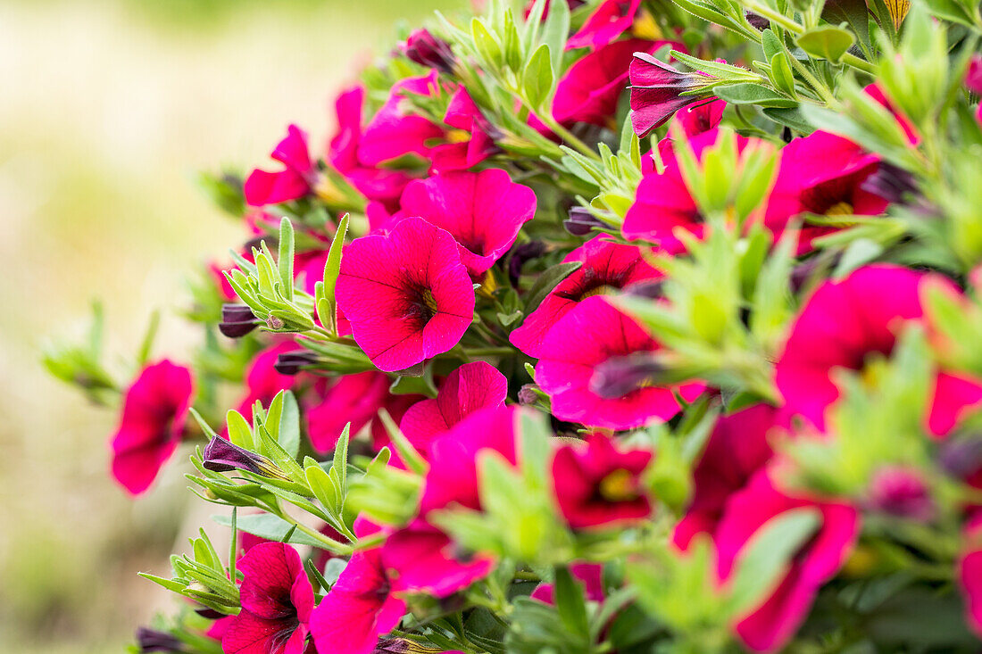 Calibrachoa 'Noa® Cherry'