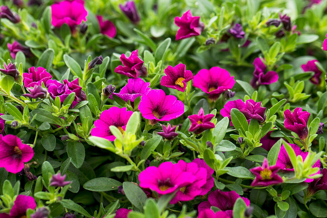 Calibrachoa 'Noa® Dark Purple Imp'