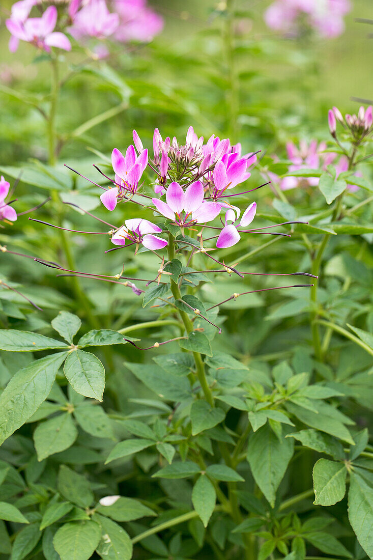 Cleome hassleriana 'Clio™ Magenta'