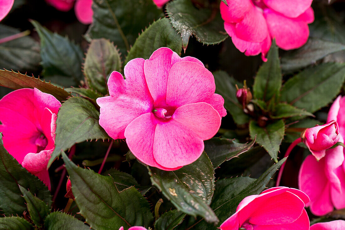 Impatiens 'Sun Harmony™ Deep Pink'