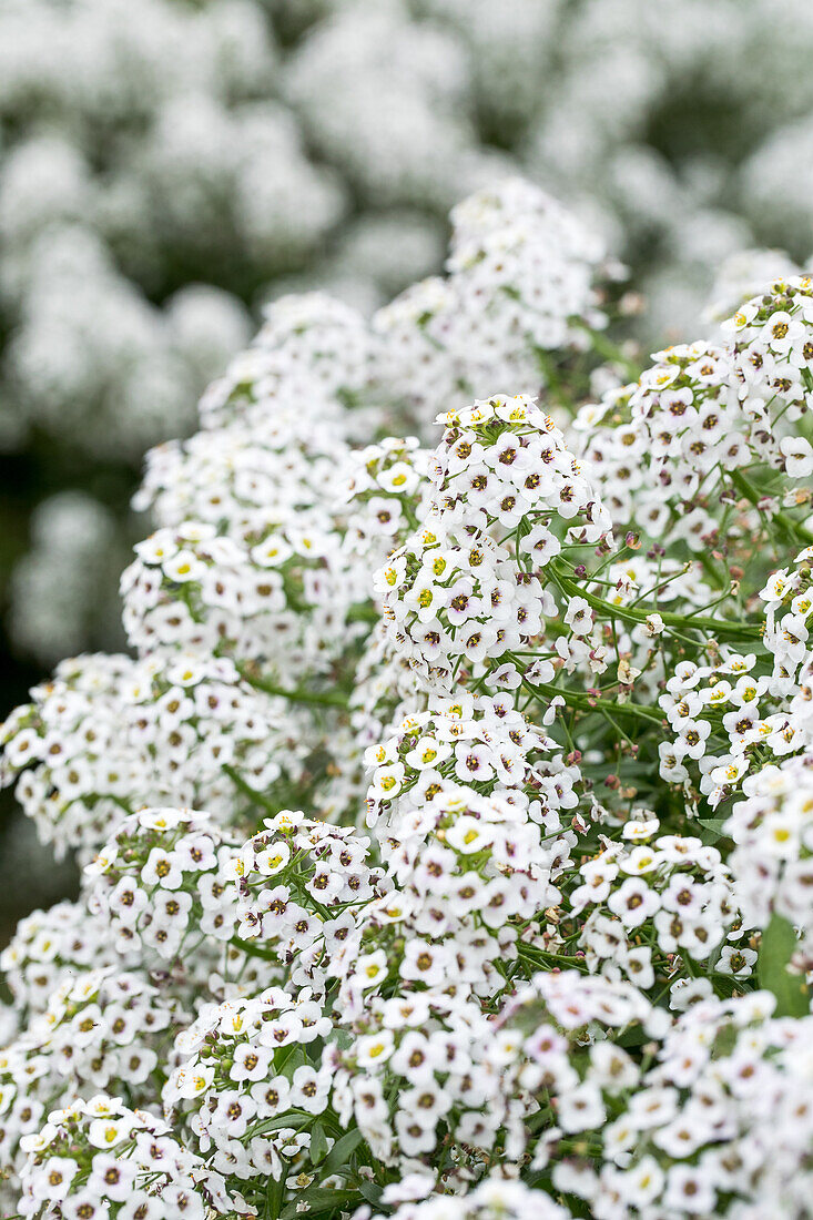 Lobularia maritima Snow Stream