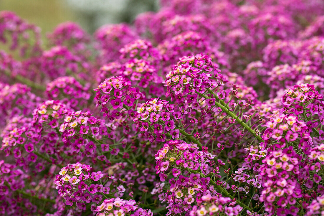 Lobularia maritima Raspberry Stream