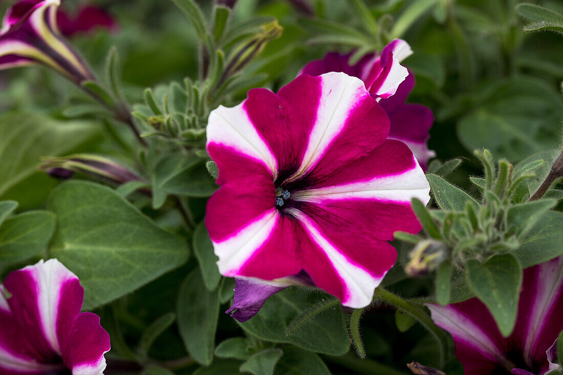 Petunia 'Amore™ Joy'