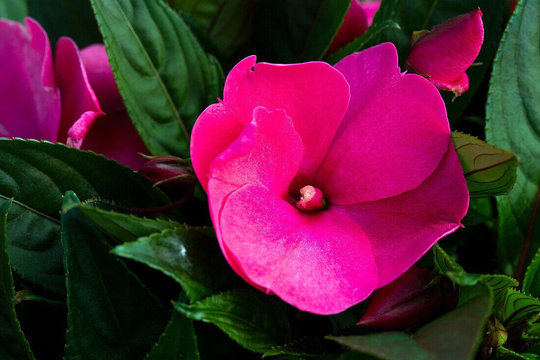 Impatiens new guinea 'sel® ColorPower® Rose