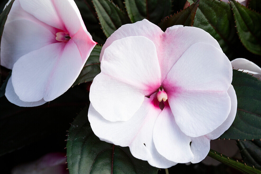 Impatiens neuguinea 'sel® ColorPower® White Pink Eye'