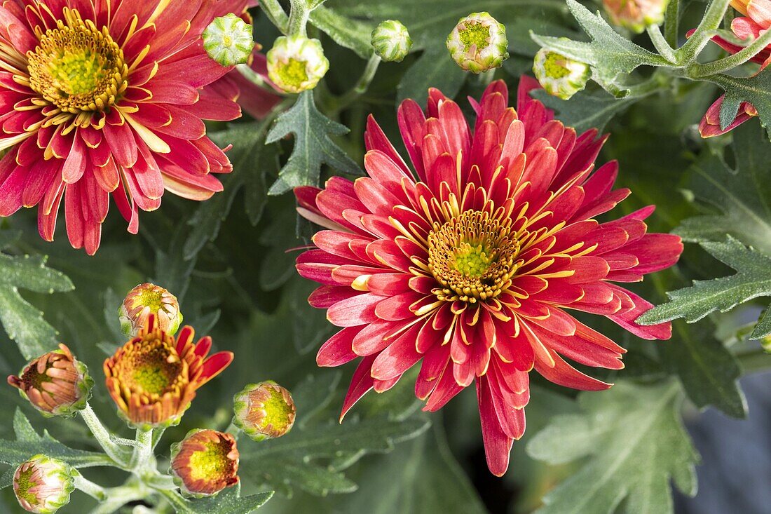 Chrysanthemum 'Red