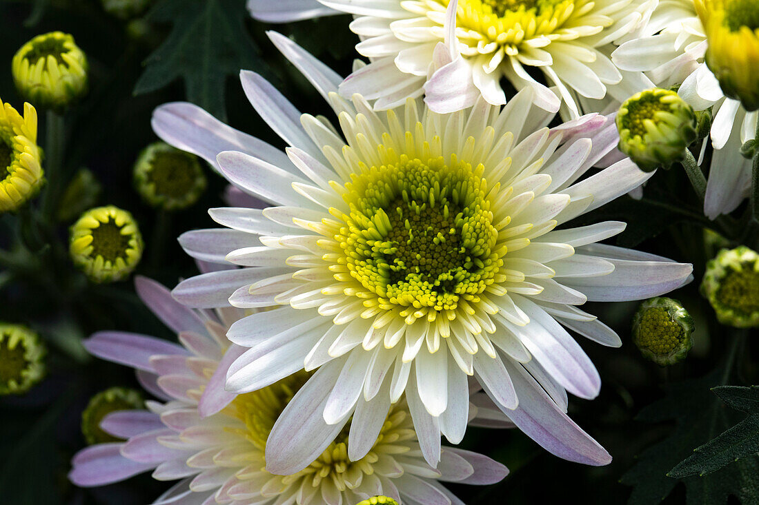 Chrysanthemum 'White