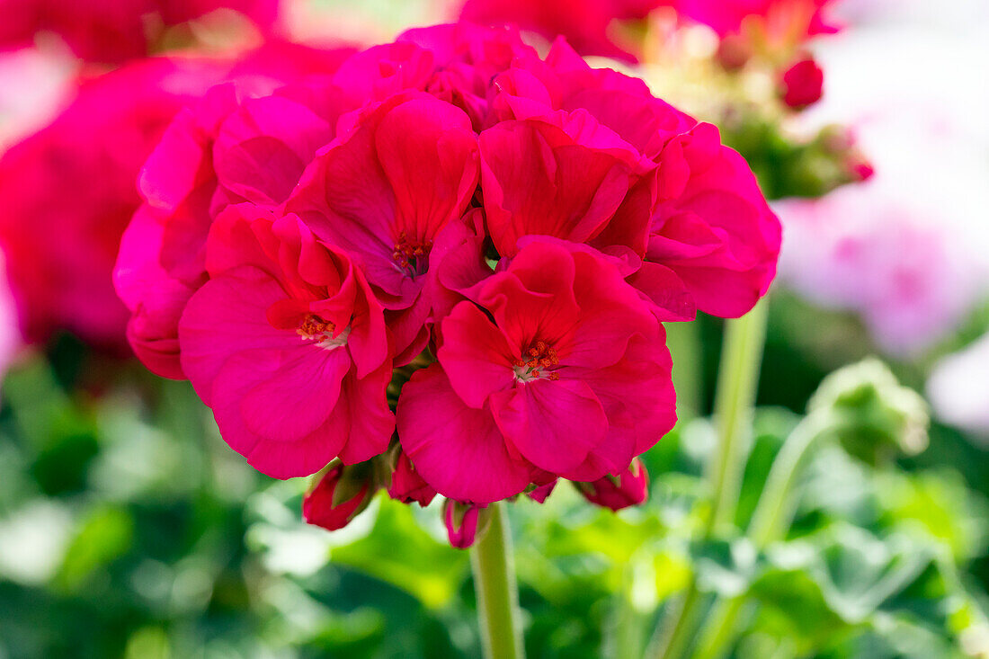 Pelargonium zonale Sunrise® Evita